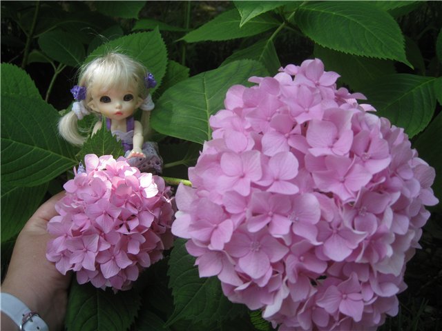 Летний отдых на море БЖДешечки Элис