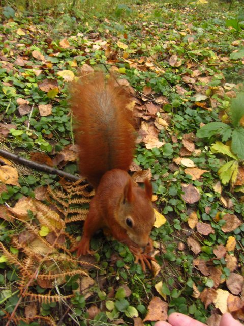 Забреду сегодня в парк осенний