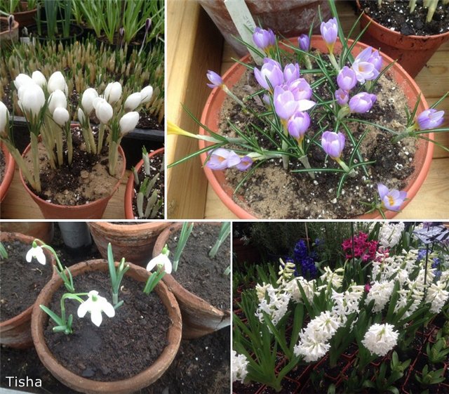 Репетиция весны в "Аптекарском огороде"