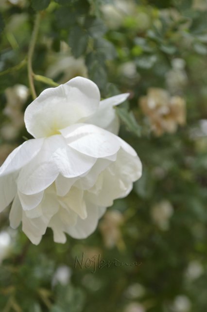 Яркие краски. Вихтели Rosemarie Anna Muller