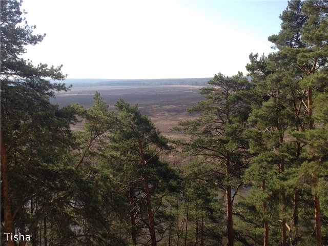 Моя новенькая Рыжулька Tulah от Helen Kish