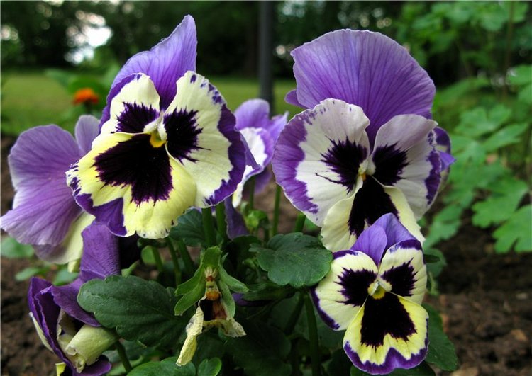 46-ой Пушкинский праздник поэзии в Берново. Часть первая (фото 3)