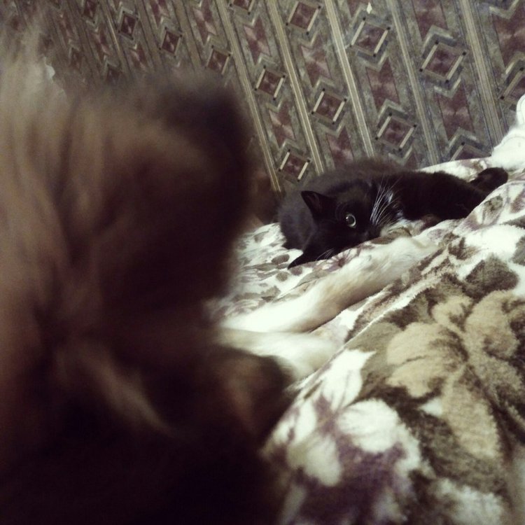 Отчёт за ноябрь — Текстильные игрушки и примитивы: кофейные (фото 8)