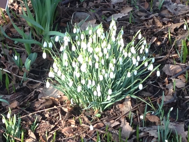 Прогулка Эмили в аптекарском огороде. H. Maciak | Бэйбики Прогулка Эмили в аптекарском огороде. H. Maciak