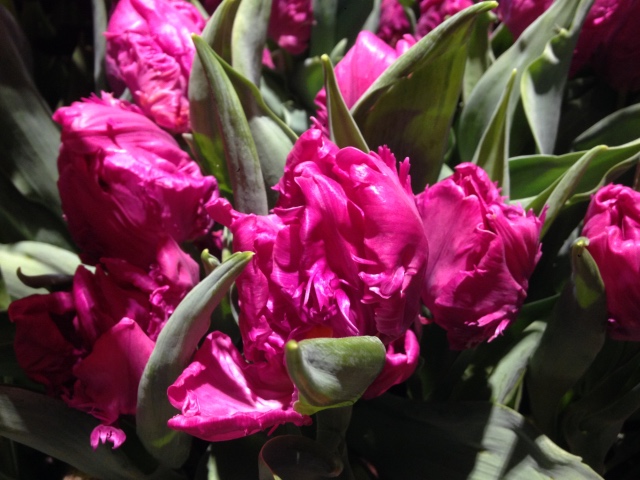 Поздравление с 8 Марта или "Репетиция весны в аптекарском огороде" (фото 8)