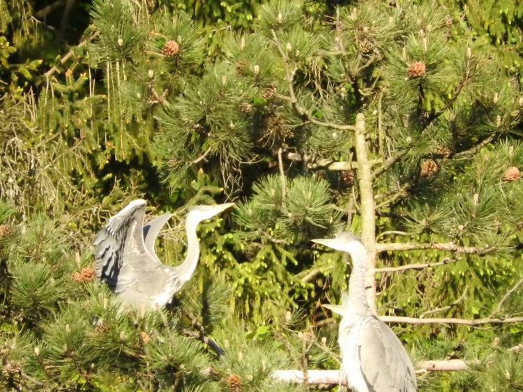 Любителям птиц. Серая цапля Словении