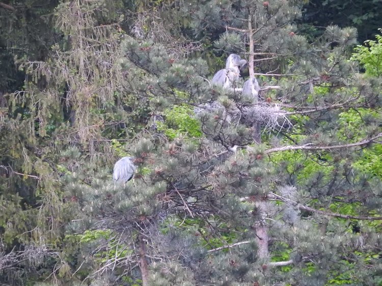 Любителям птиц. Серая цапля Словении