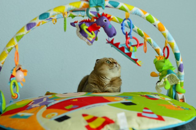 Опять котики. "Это все МА-Е!!" (фото 7)