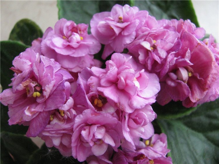 Моя Адора Фиалка — Куклы Adora (Адора): коллекционные виниловые (фото 5)