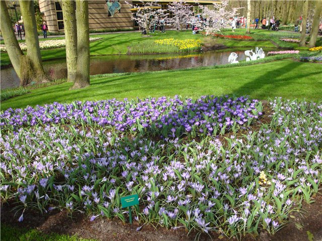 Парк цветов в Кеукенхоф (Keukenhof) в Нидерландах (Голландия) (фото 7)