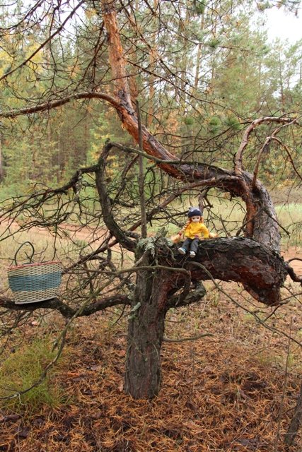 По грибы. Бузулукский бор (фото 8)