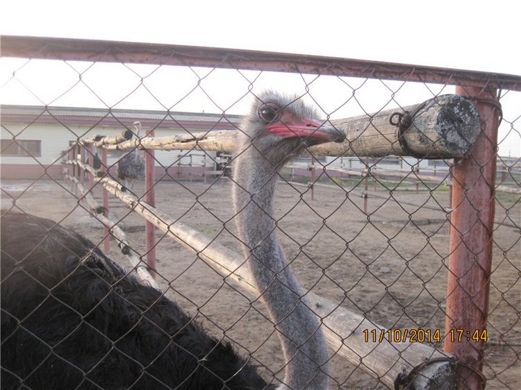 Дружок — Интересные игрушки и фигурки (разное): редкие