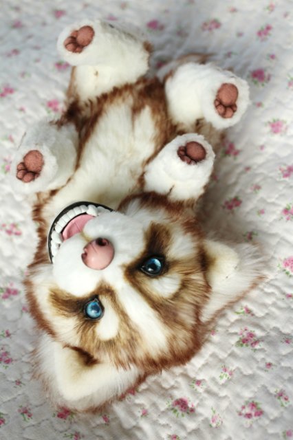 Шоколадный хаски Тофи | Бэйбики Шоколадный хаски Тофи — Авторские мишки Тедди и друзья: фото (фото 3)