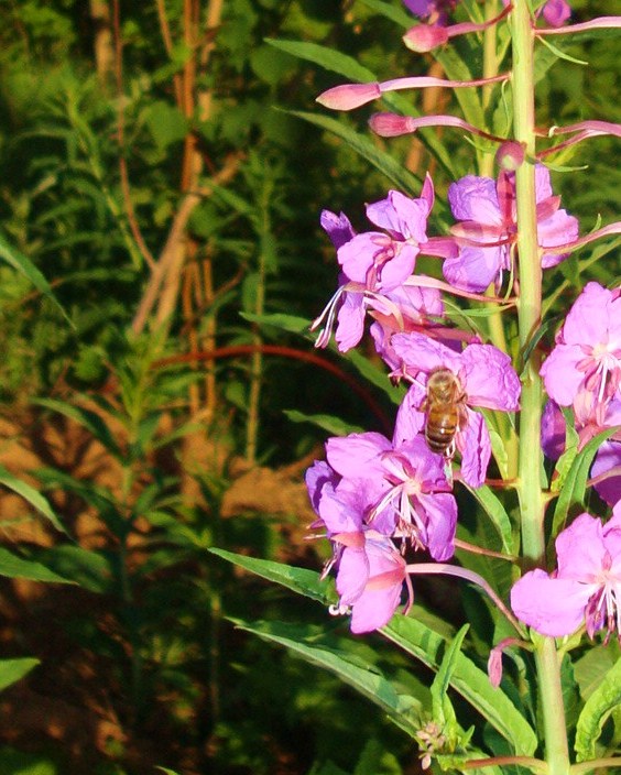 Ах, лето красное! Антикварная кукла Верочка (фото 10)