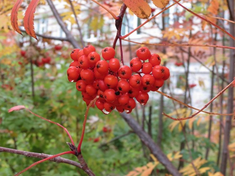 Люблю я пышное природы увяданье