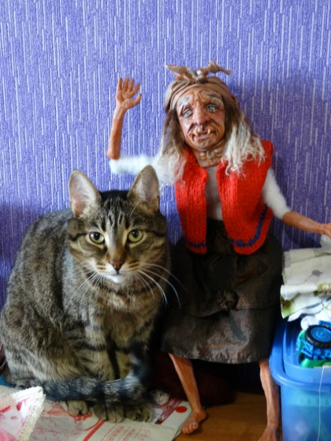 Моего кота не волнуют конкурсы, он просто любит фотографироваться (фото 9)