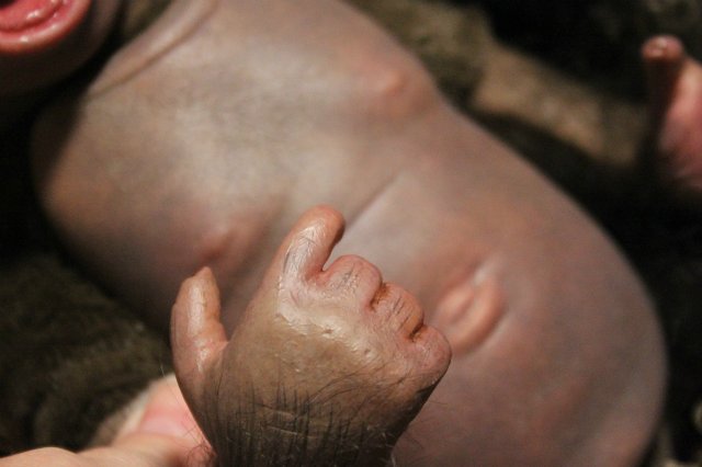 Обезьяныши реборн Элины Кудрявцевой (фото 5)