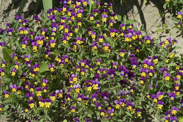 Яркие краски. Вихтели Rosemarie Anna Muller