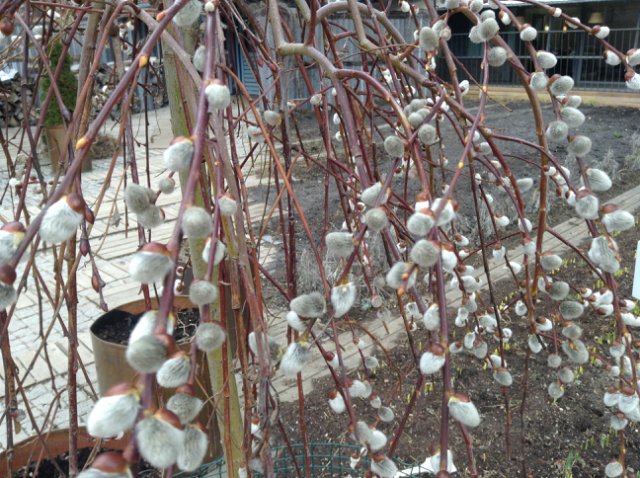 Прогулка по парку с этническими куколками Adora, Tonner, Oldenburg, Creedy