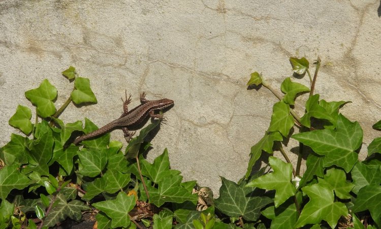 Словения, Светланка и маленький «герой» в одном ботинке