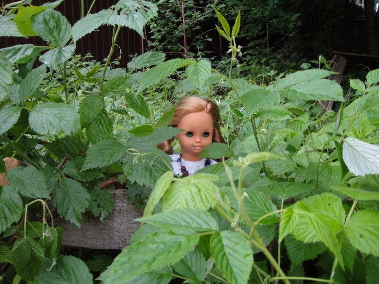 Как Шарлотта ездила на дачу