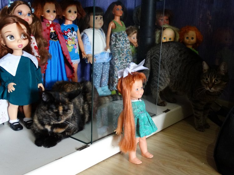 Мохнатые помощники — В мире животных: смешные фото питомцев и зверей (фото 6)