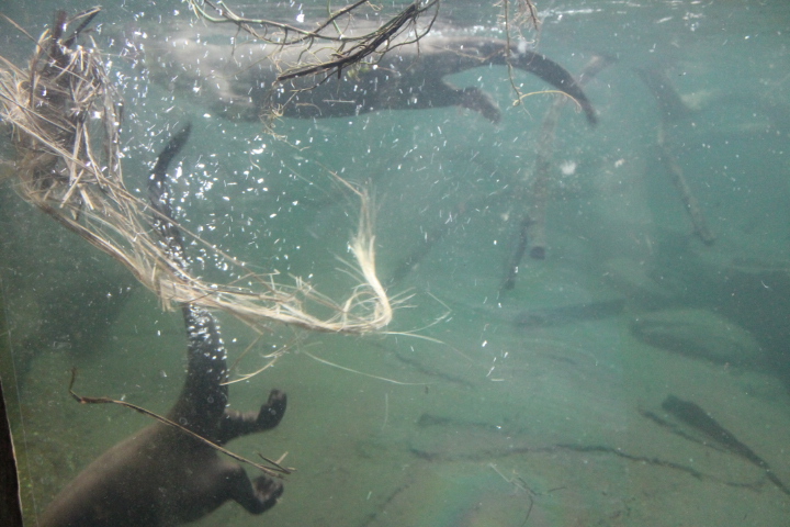 По Германии: зоопарк Лейпцига, часть 2