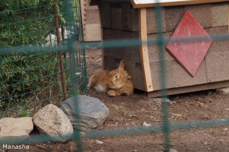 Как Майка в зоопарк ходила. pukiFee Ante Fairyland | Бэйбики Как Майка в зоопарк ходила. pukiFee Ante Fairyland