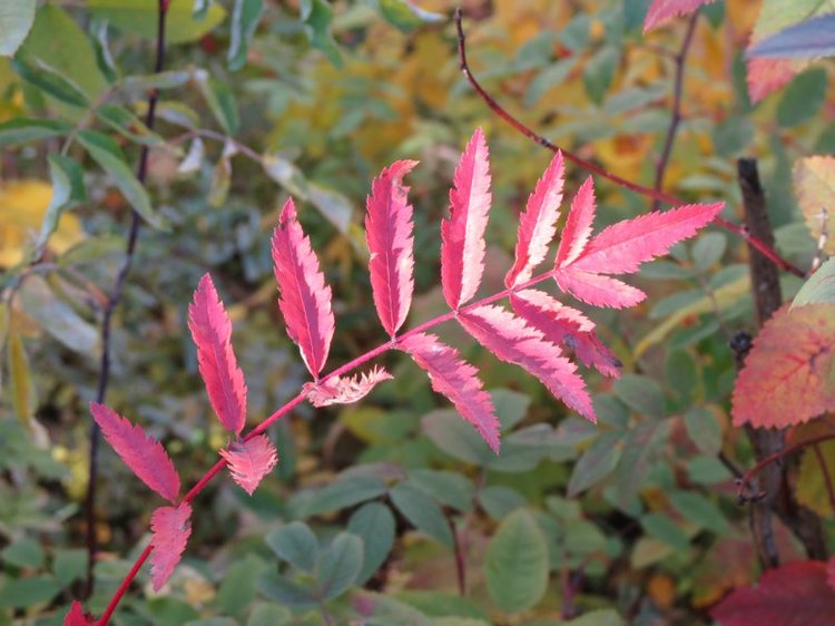 Люблю я пышное природы увяданье (фото 6)