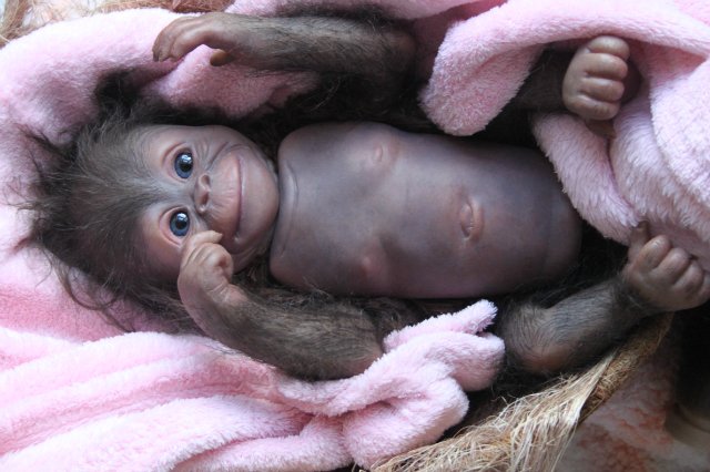 Обезьяныши реборн Элины Кудрявцевой (фото 3)