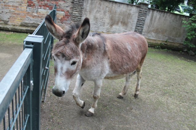 Раз, два, три, четыре, пять... Вышел ослик погулять | Бэйбики Раз, два, три, четыре, пять... Вышел ослик погулять
