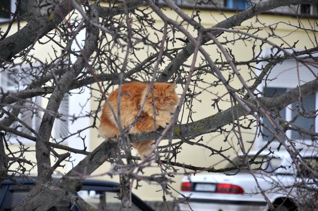 Коты прилетели... первые вестники весны (фото 2)