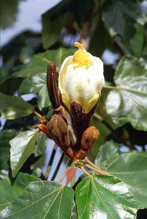 Кукольная мебель из бальзы