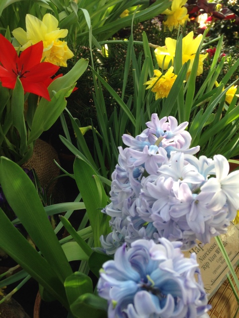 Прогулка Эмили в аптекарском огороде. H. Maciak | Бэйбики Прогулка Эмили в аптекарском огороде. H. Maciak