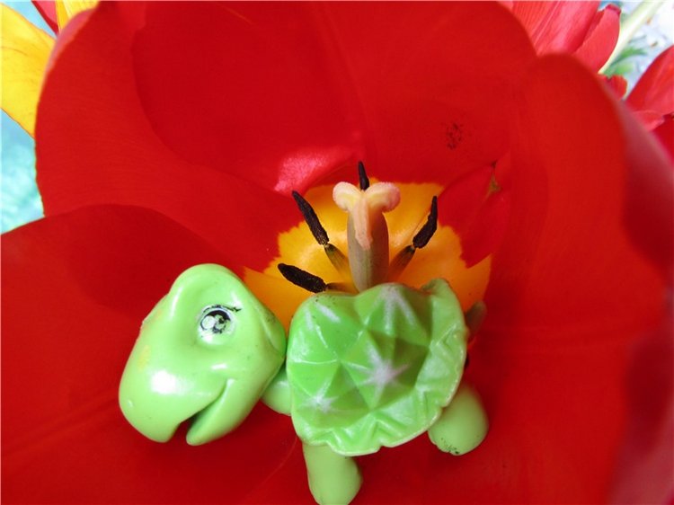 Крокодильчики мои, цветики речные (фото 3)