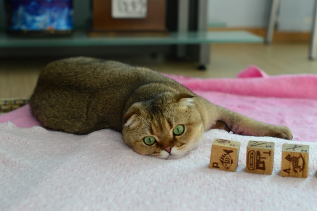 Опять котики. "Это все МА-Е!!" (фото 9)