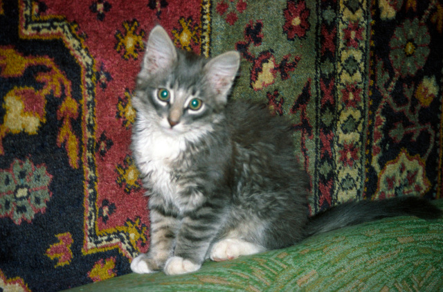 История одного хвостика — В мире животных: смешные фото питомцев и зверей (фото 4)