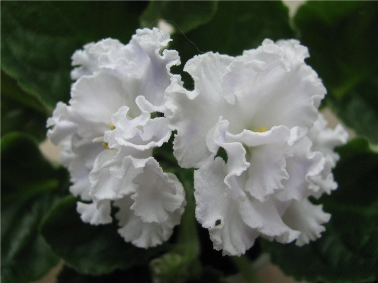 Моя Адора Фиалка — Куклы Adora (Адора): коллекционные виниловые (фото 10)