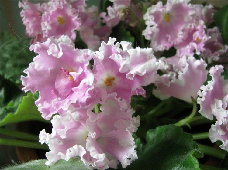 Моя Адора Фиалка — Куклы Adora (Адора): коллекционные виниловые