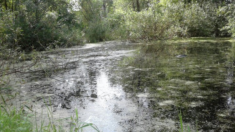 Зимнее солнце. Глава 2. Пруд сбывшихся желаний