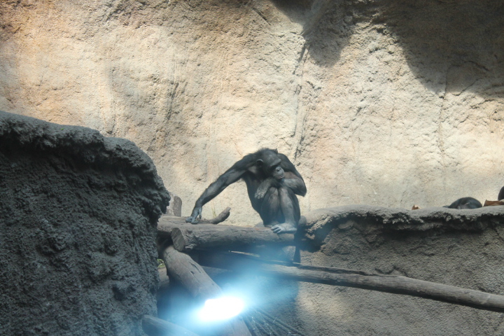 По Германии: зоопарк Лейпцига, часть 1