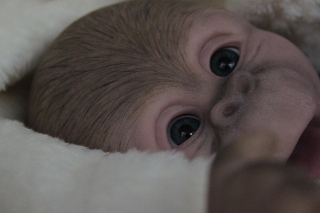 Карамелька кукла-реборн Элины Кудрявцевой (фото 4)