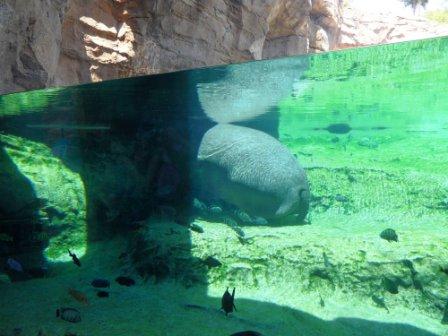 Испанские рассказы. Часть 2. Для чего козе баян? (Биопарк в Валенсии) (фото 4)