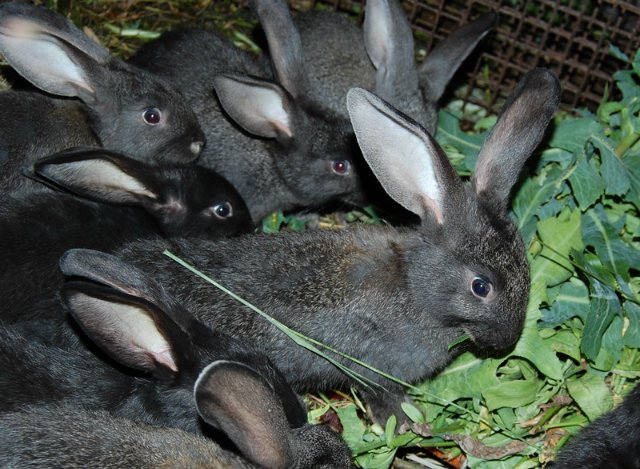 Помошница, хозяюшка Олюшка (Bettina Feigenspan-Hirsch / Zapf ) (фото 9)