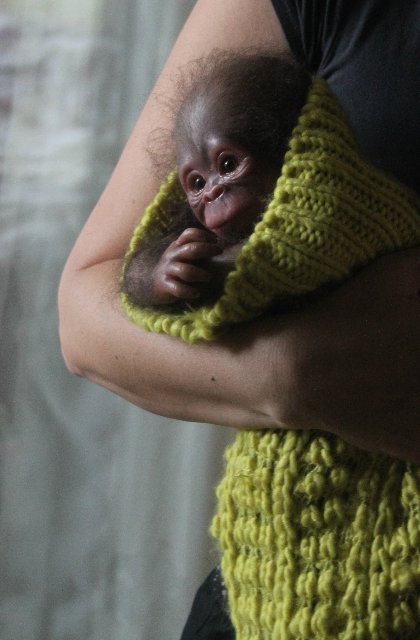 Обезьянка Bindi кукла реборн Элины Кудрявцевой