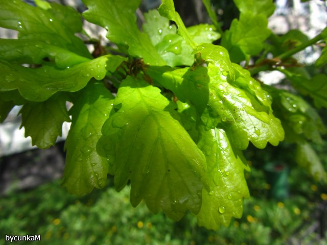 После дождичка в четверг — Болталка и разговоры обо всем: жизнь (фото 6)