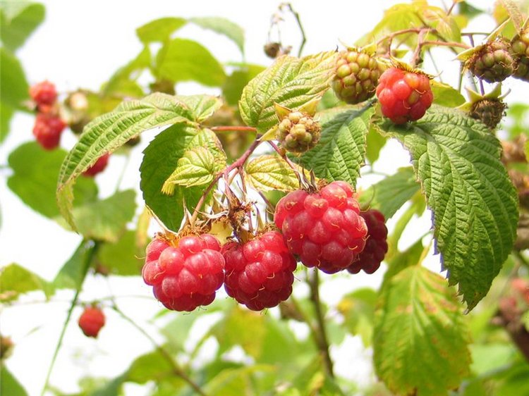 Аутфит Малина — Одежда и обувь для кукол своими руками: фото (фото 2)