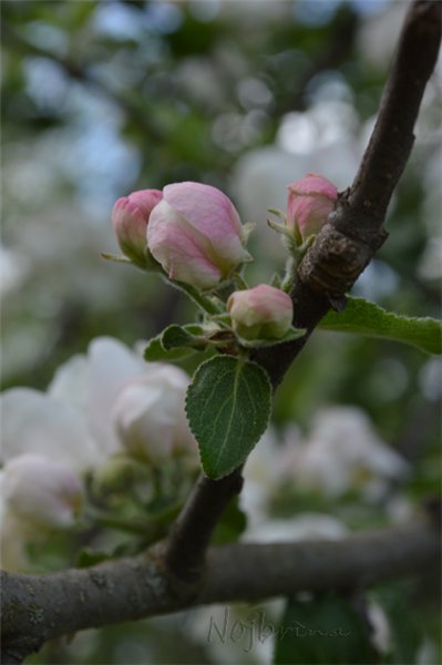 Снова яблони цветут...Lina Rot от Kaethe Kruse (фото 2)