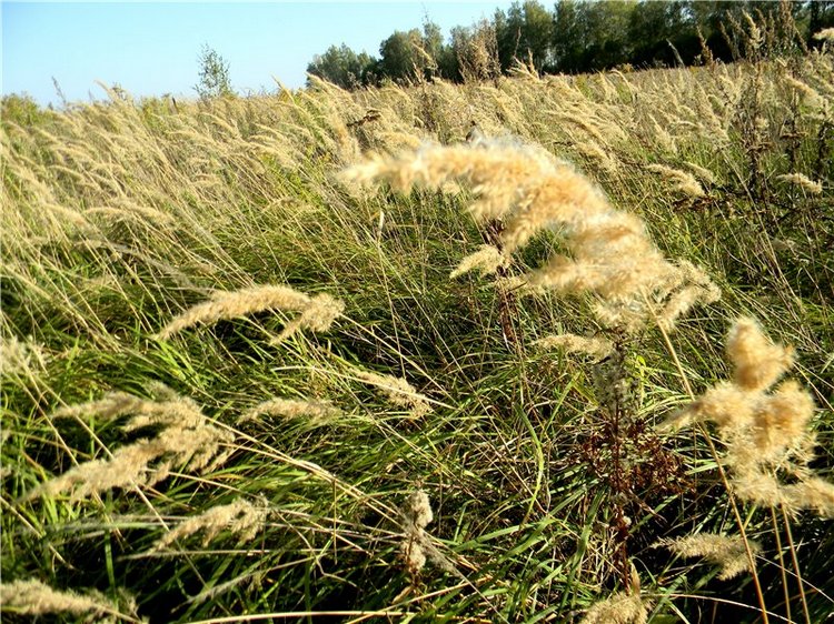 В сентябре пришло к нам лето! Мальва Zwergnase, мой рыжий эльфик