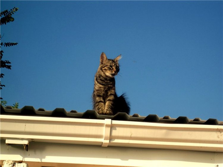 Лето. Солнце. Море. Всё смешалось - звери, куклы. Часть2 | Бэйбики Лето. Солнце. Море. Всё смешалось - звери, куклы. Часть2